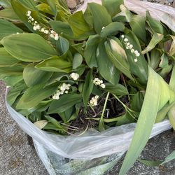 Lily Of The Valley -Established Plants By The Bag