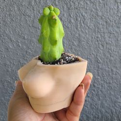Boobie Cactus And Pot