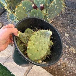 Free Native Prickly Pear, Cuttings, Long Spine Form
