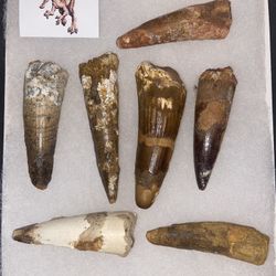 100 Million Year Old spinosaurus Teeth 