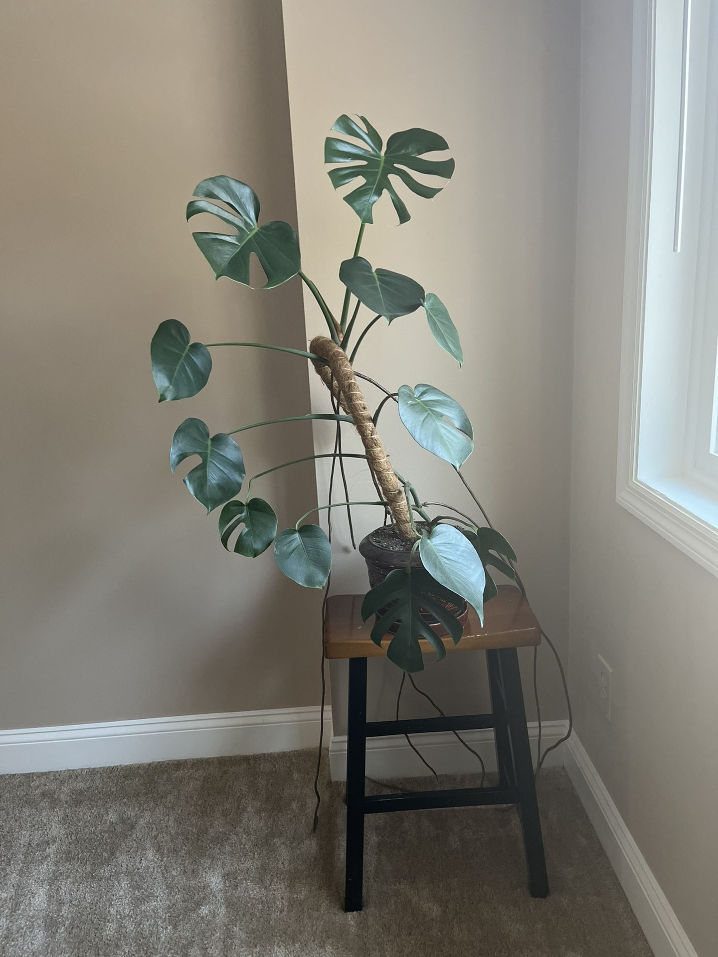 Plant For Sale