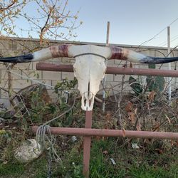 66” Inches Bull Head Hind