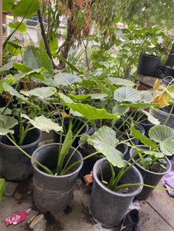 Elephant ear plants 