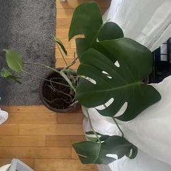 monstera deliciosa Plant 