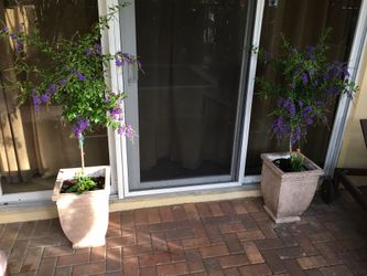 Pair of Entrance/ Patio Planters