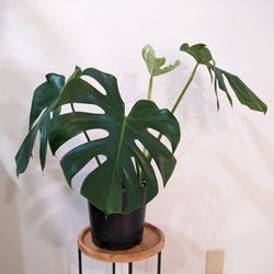 Monstera Deliciosa