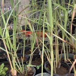 Lemongrass Plant.   Xả Tím.   8$ Pot