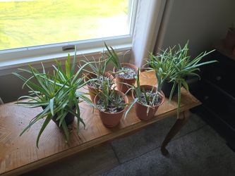 Free Aloe plants