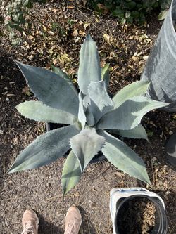 Agave Plants