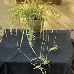 Large Spider Plant In Glazed  Clay Pot