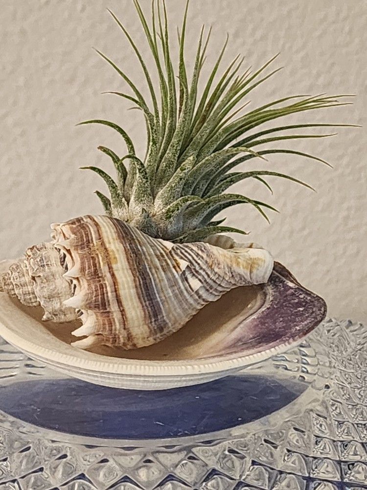 Air Plant