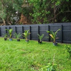 Fence Restoration 