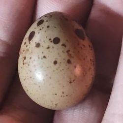 Button Quail Eggs