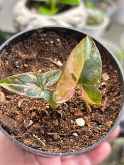 Syngonium Red Spot