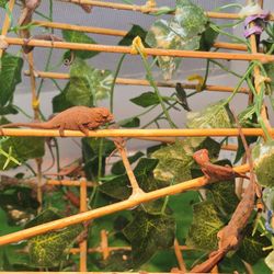 Panther Chameleon Accessories 