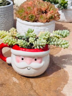 Santa with donkey’s succulent