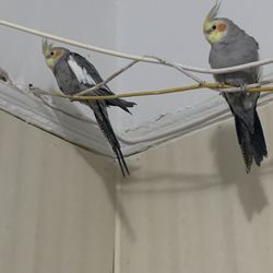 Strong Cage For Cockatiels 