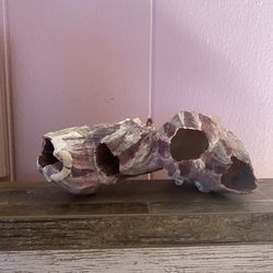 Large Purple Barnacle