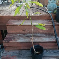 Haitian Mango Plant
