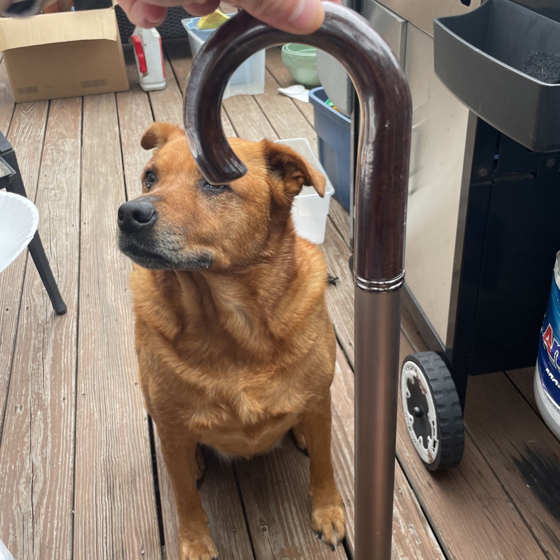 Wander The Duo Umbrella Cane! Black And Chrome Accents NEW!