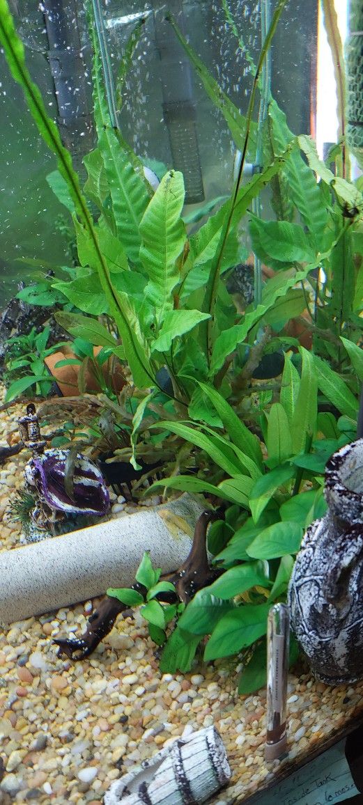 Decoration For Aquariums.