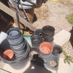 Bunch Of Pitting Plants