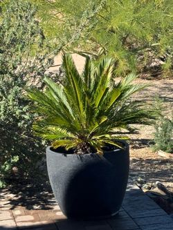 Sago Palm