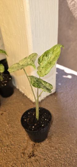 Alocasia odora 'Batik