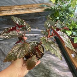 4” Black Magic Begonia