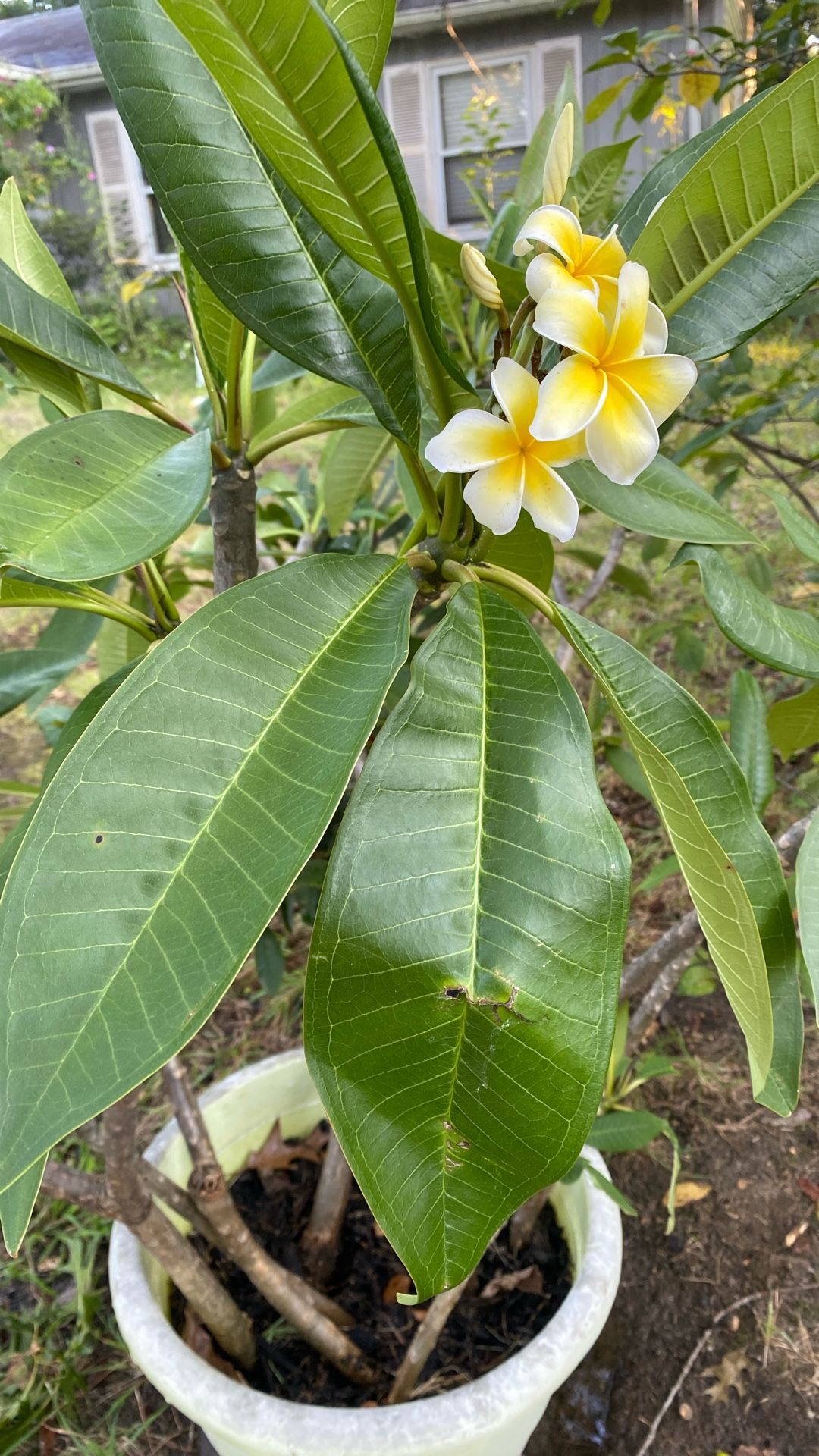 Plumeria Plant 