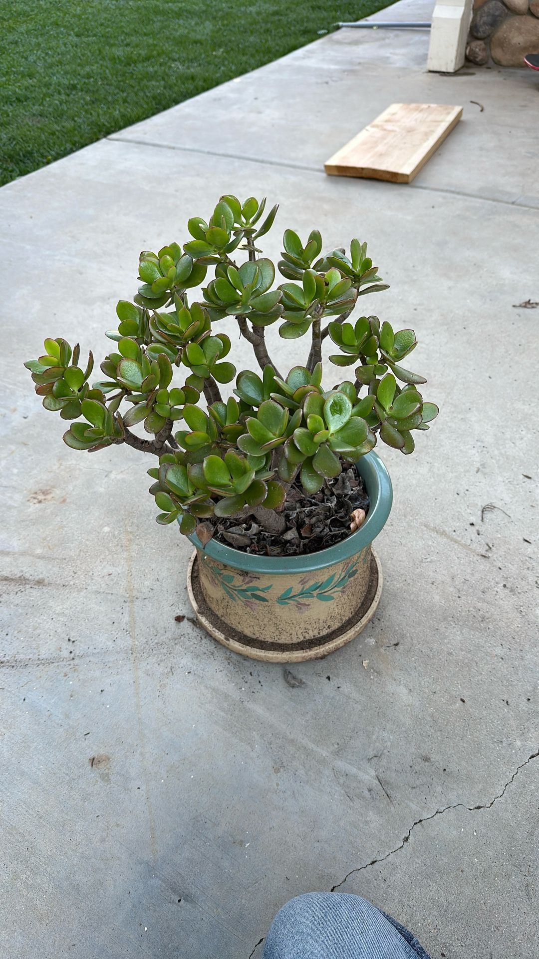 Jade Plant retro Pot
