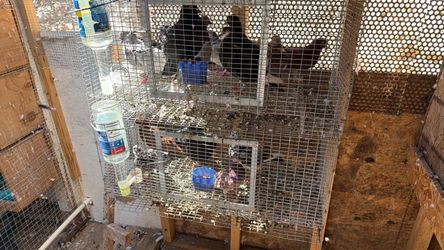 Two-Tier Wire Bird Cage with Feeders roller pigeons