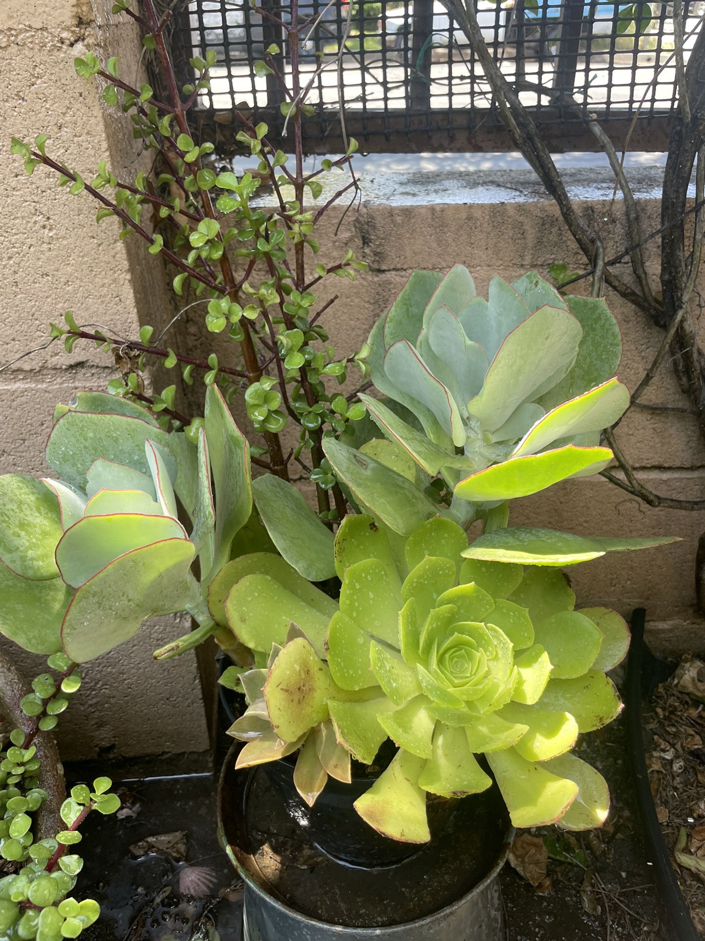 Beautiful Plant In Pot 