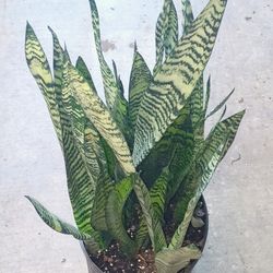 Snake plant 