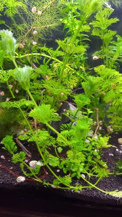 Cabomba aquarium plant