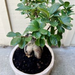 Ficus Bonsai 🌳 Palm City 34990