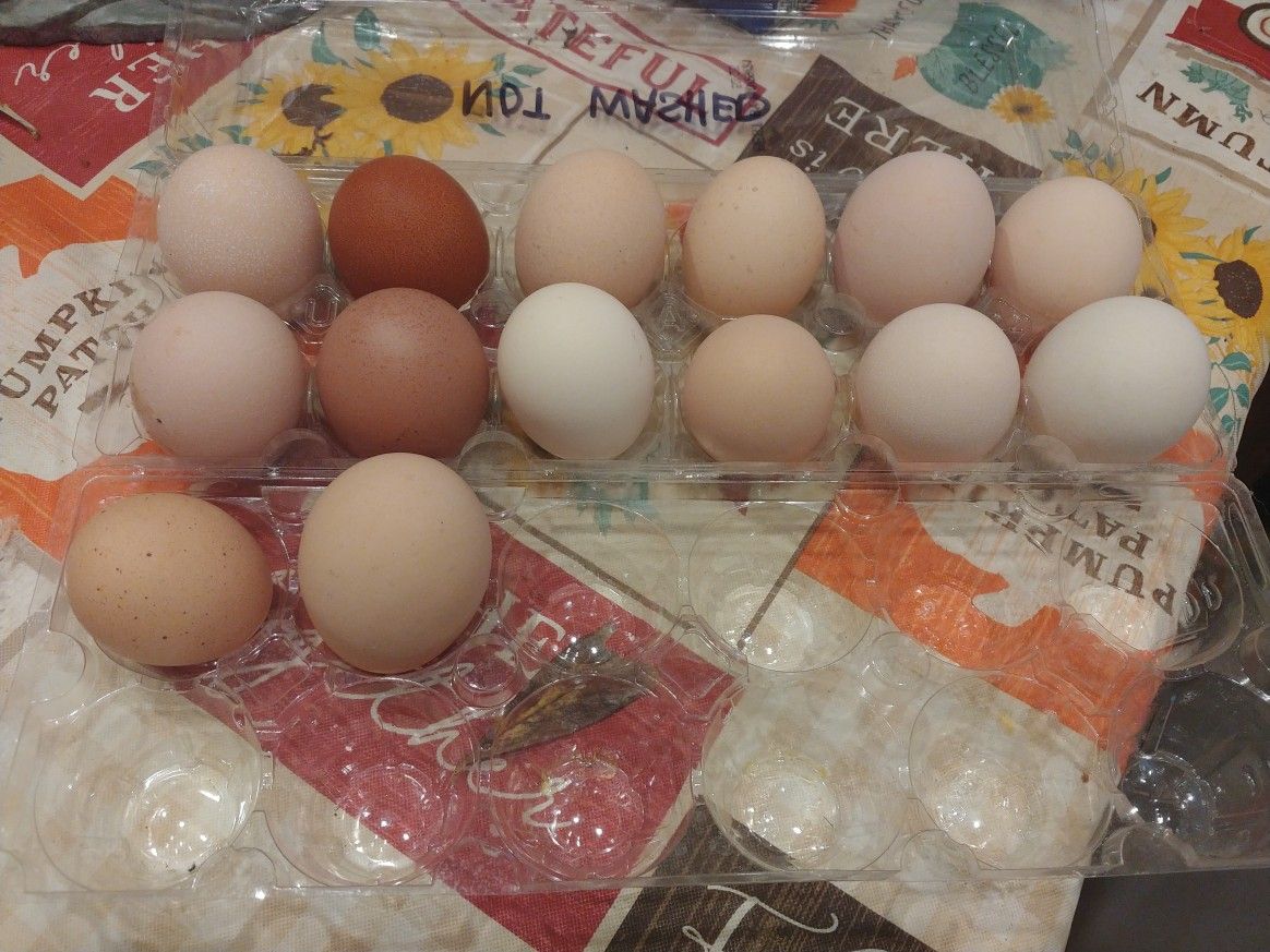 Fresh Eggs Daily