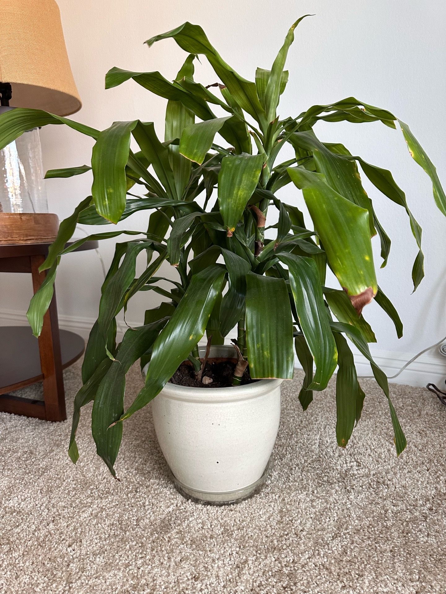 Live indoor palm plant in white ceramic, heavy pot