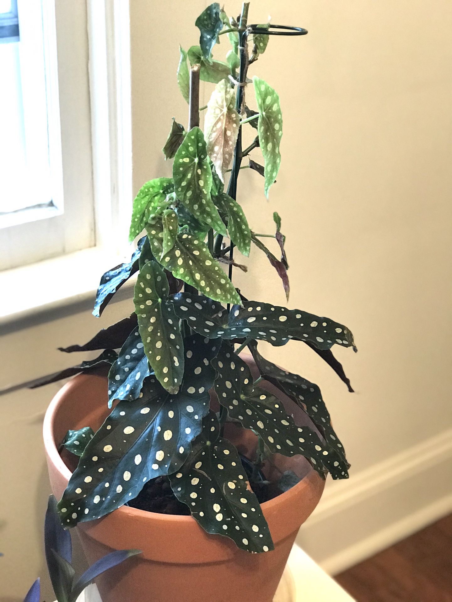 22 Inch Large Begonia Maculata Polka Dot Live Plant