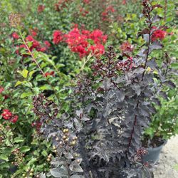 Crape Myrtles Plants