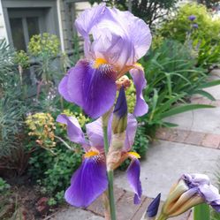 Bearded Iris Plants