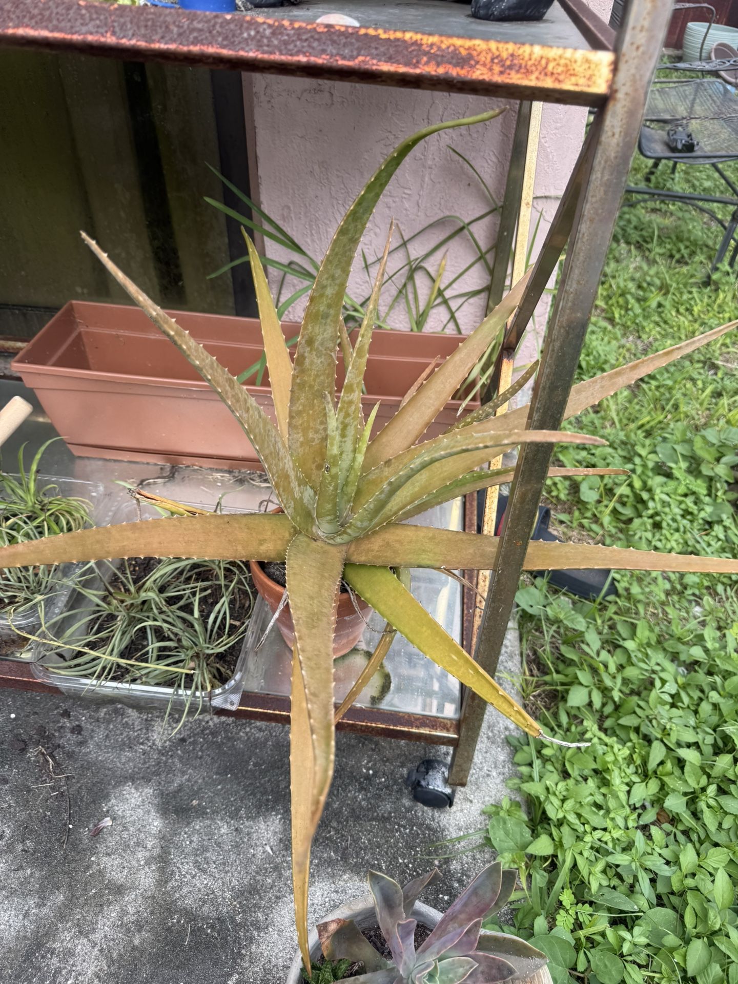 Heathy Aloe