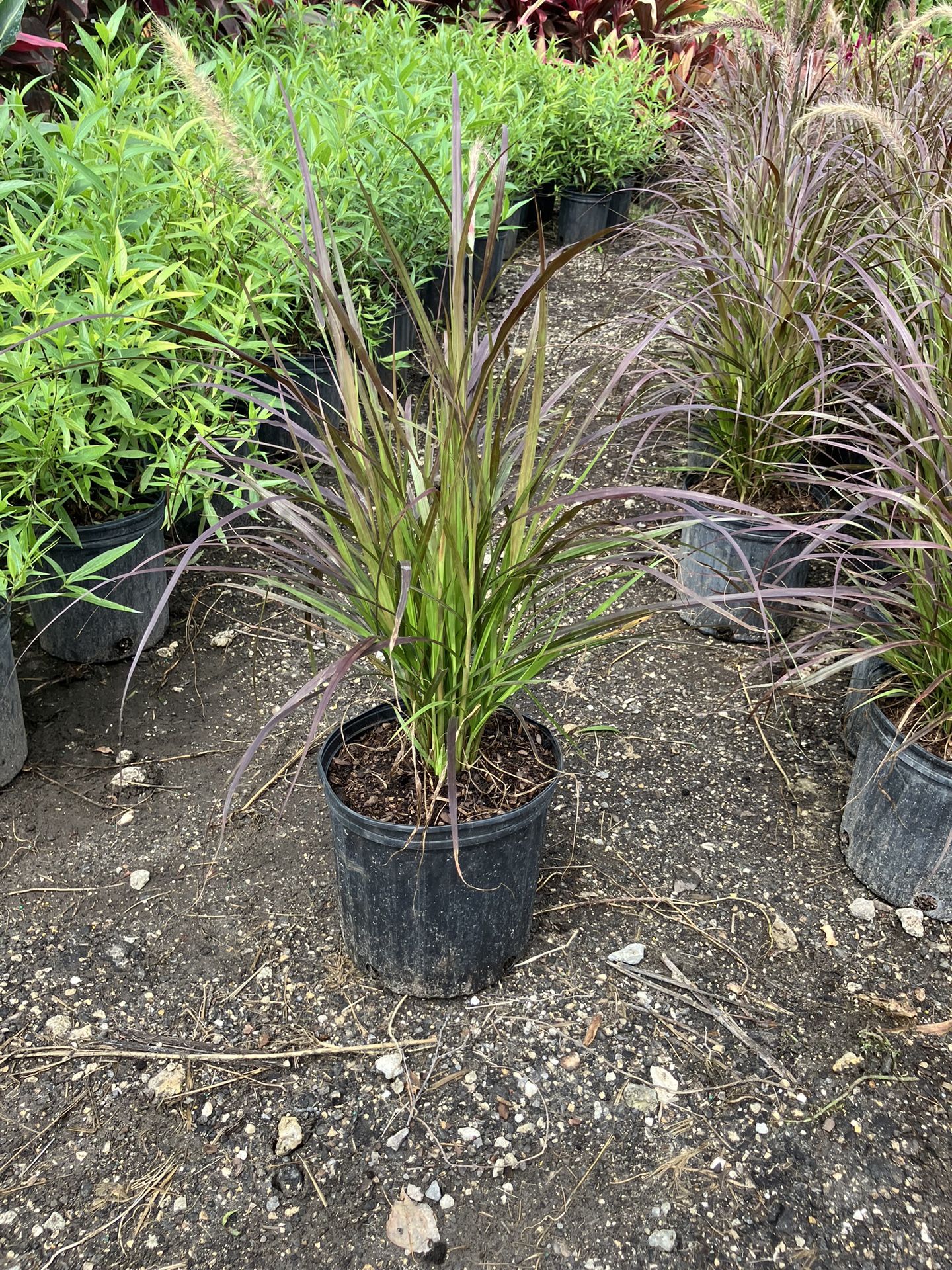 Purple Fountain Grass