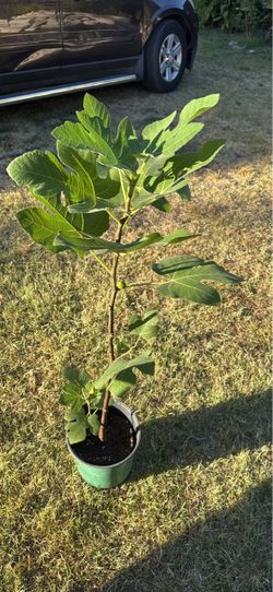 Higuera/fig