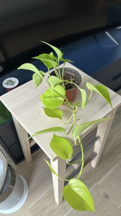Neon Pothos in a nursery pot 🌱🌱