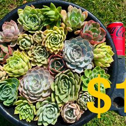 $1 Succulents Huge Variety.