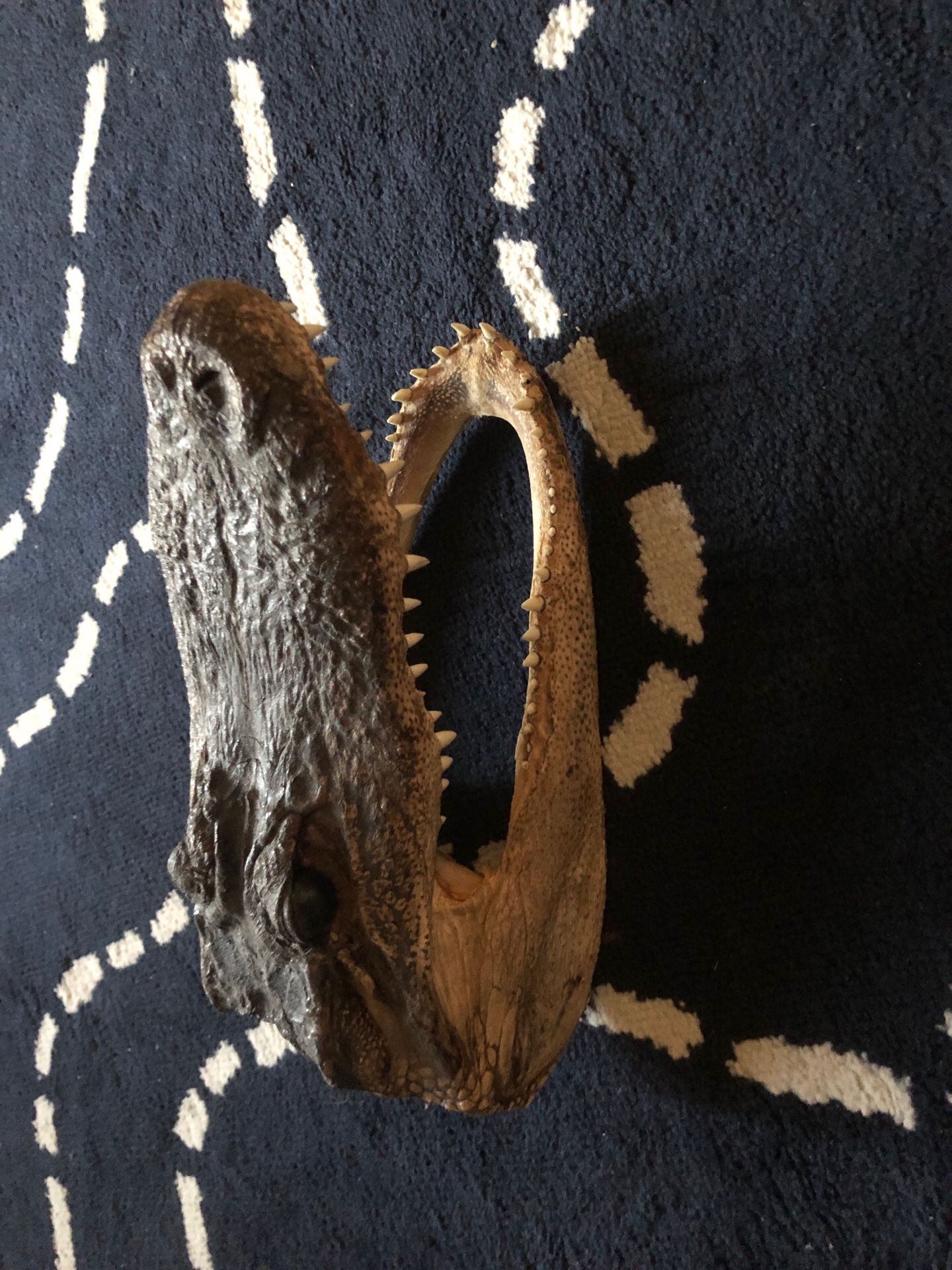Crocodile head