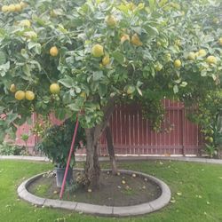 Bag Full Of Lemons $3