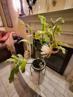 Custome designed Queen of the night  planter art!  3-5 years old sturdy plant
