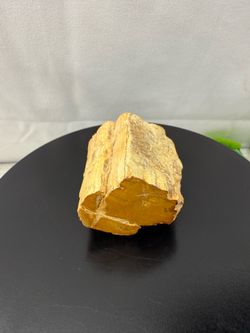 Rare Petrified Wood Fossil